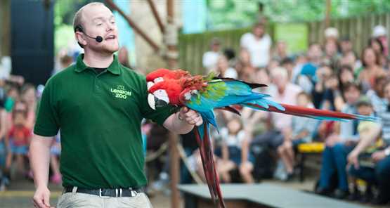 London Zoo Parrot